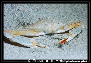 Crab in the sand. by Ferdinando Meli 